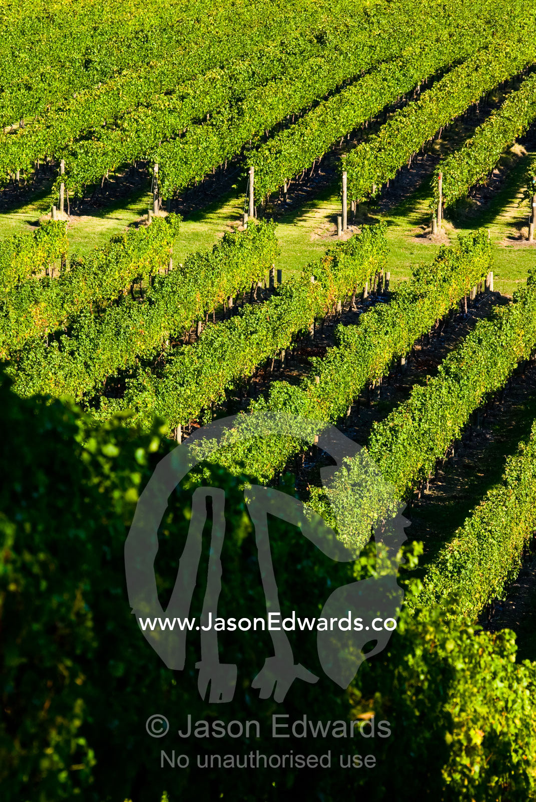 Avenues of lush grape vine roll over hills in the late afternoon light Healesville, Yarra Valley, Victoria, Australia