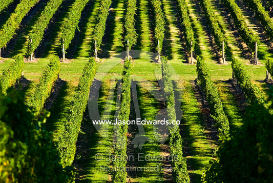 Avenues of lush grape vine roll over hills in the late afternoon light Healesville, Yarra Valley, Victoria, Australia
