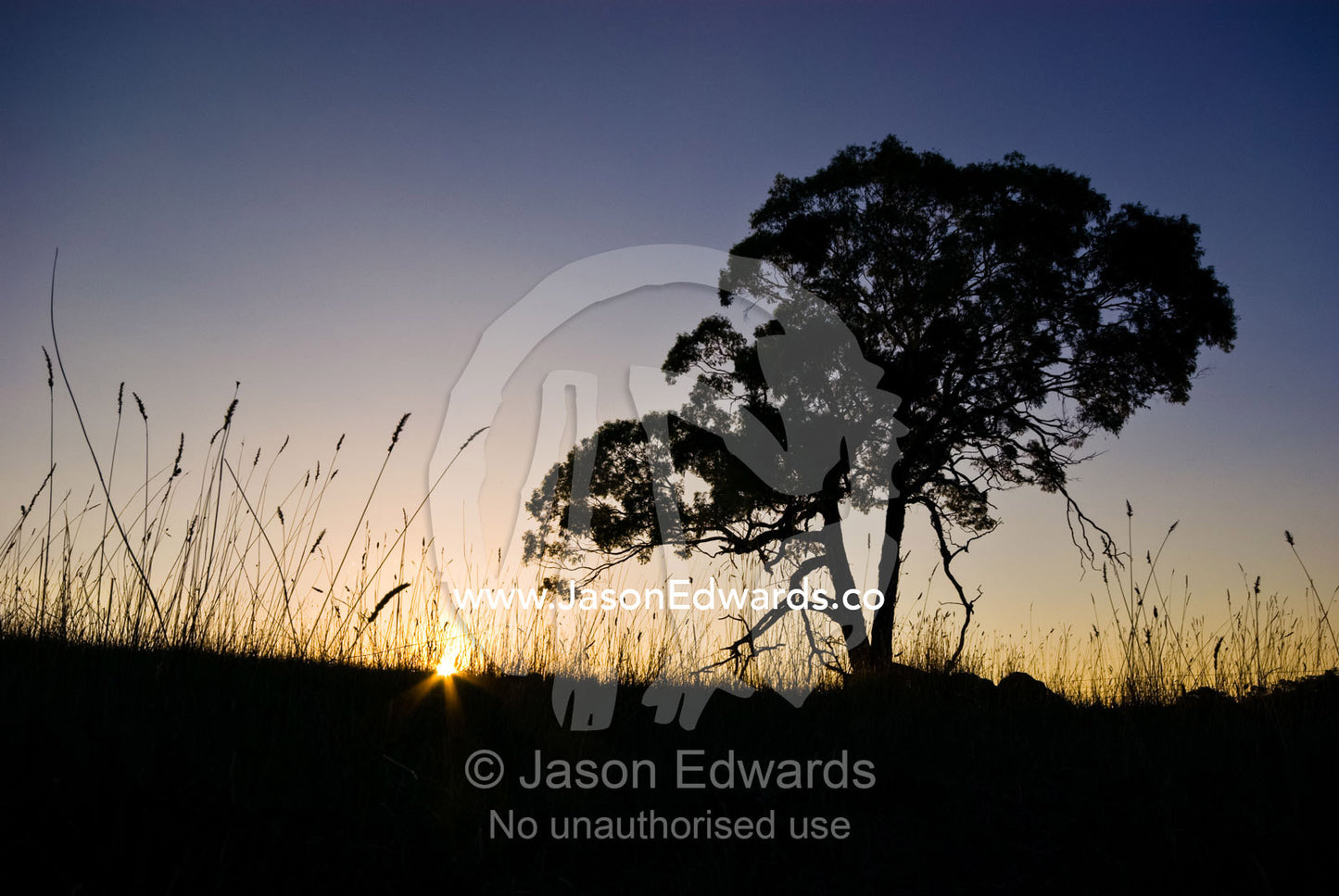 The silhouette of a eucalyptus tree rising over grasslands at sunset. Geelong Ballan Road, near Brisbane Ranges National Park, Victoria, Australia