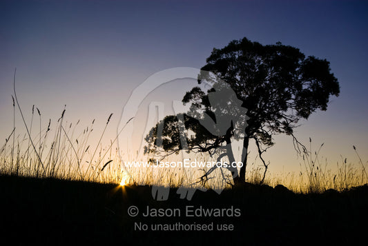 The silhouette of a eucalyptus tree rising over grasslands at sunset. Geelong Ballan Road, near Brisbane Ranges National Park, Victoria, Australia