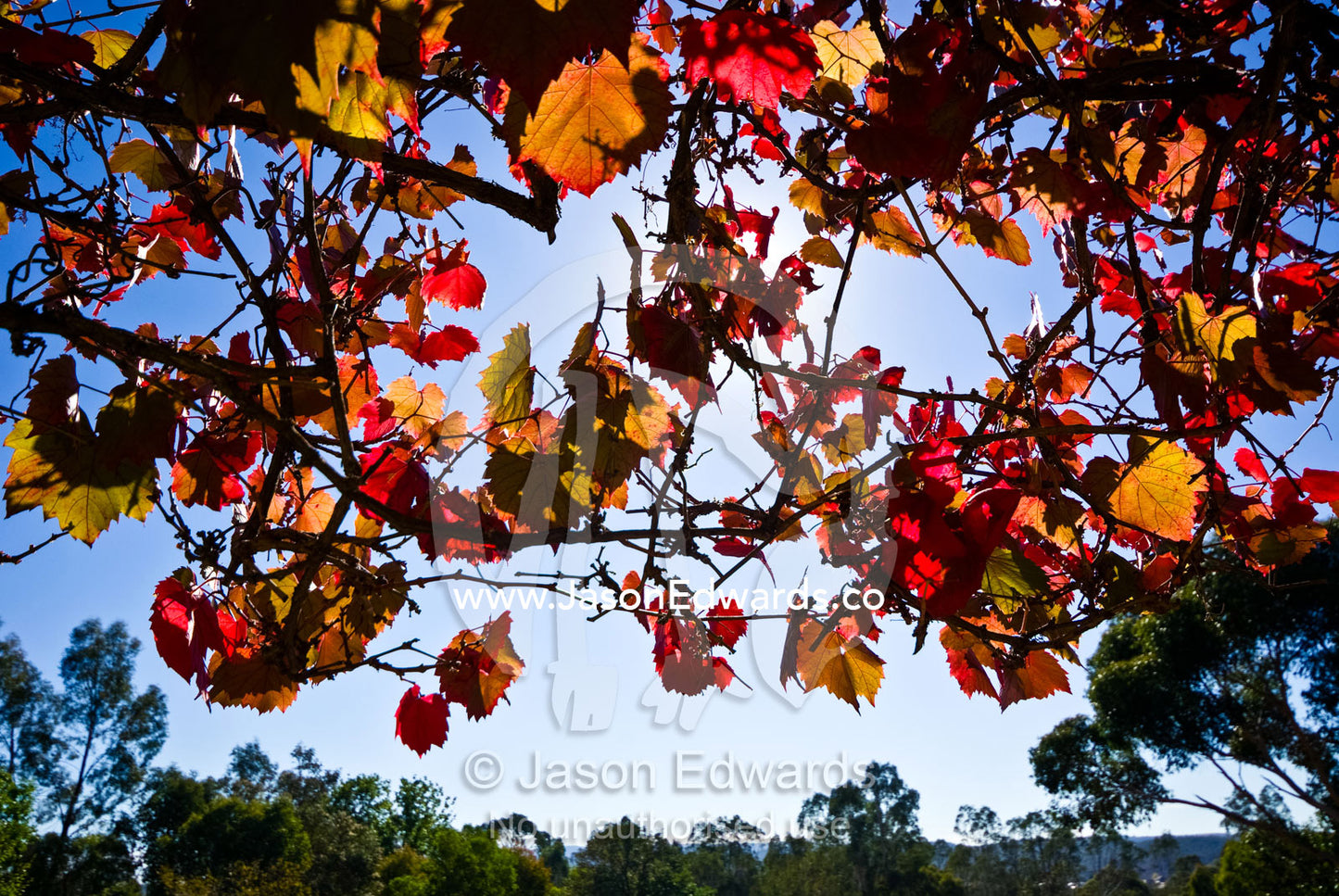 Back lit leaves on a grape vine turn rustic reds and yellows in Autumn Castlemaine, Victoria, Australia