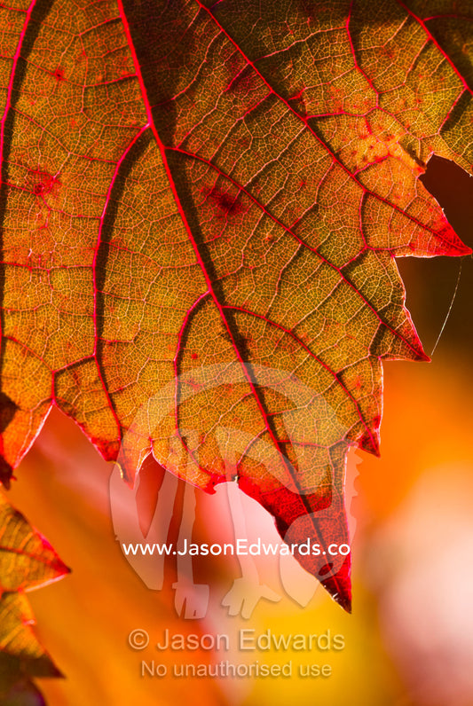 Skeletal veins on a rustic red and yellow grape vine leaf in Autumn. Castlemaine, Victoria, Australia