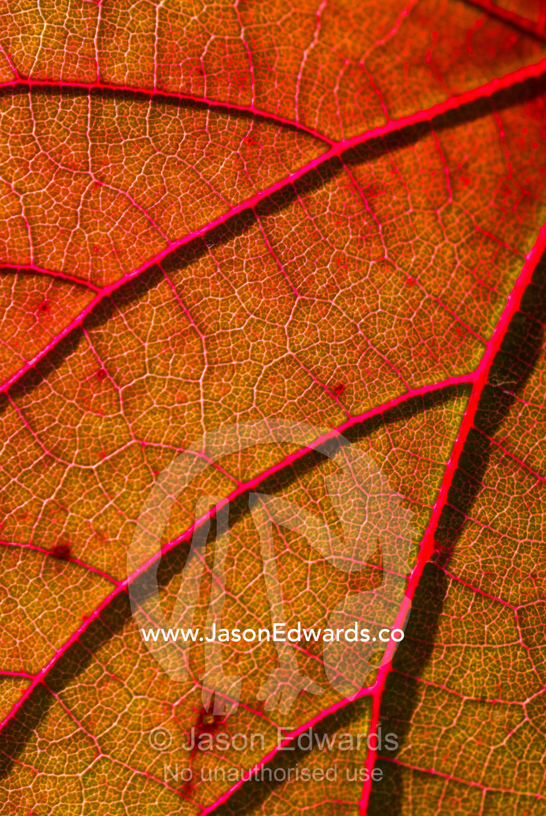 Skeletal veins on a rustic red and yellow grape vine leaf in Autumn. Castlemaine, Victoria, Australia