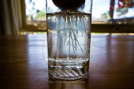 Roots sprout from an onion into a glass of water in a country kitchen. Castlemaine, Victoria, Australia