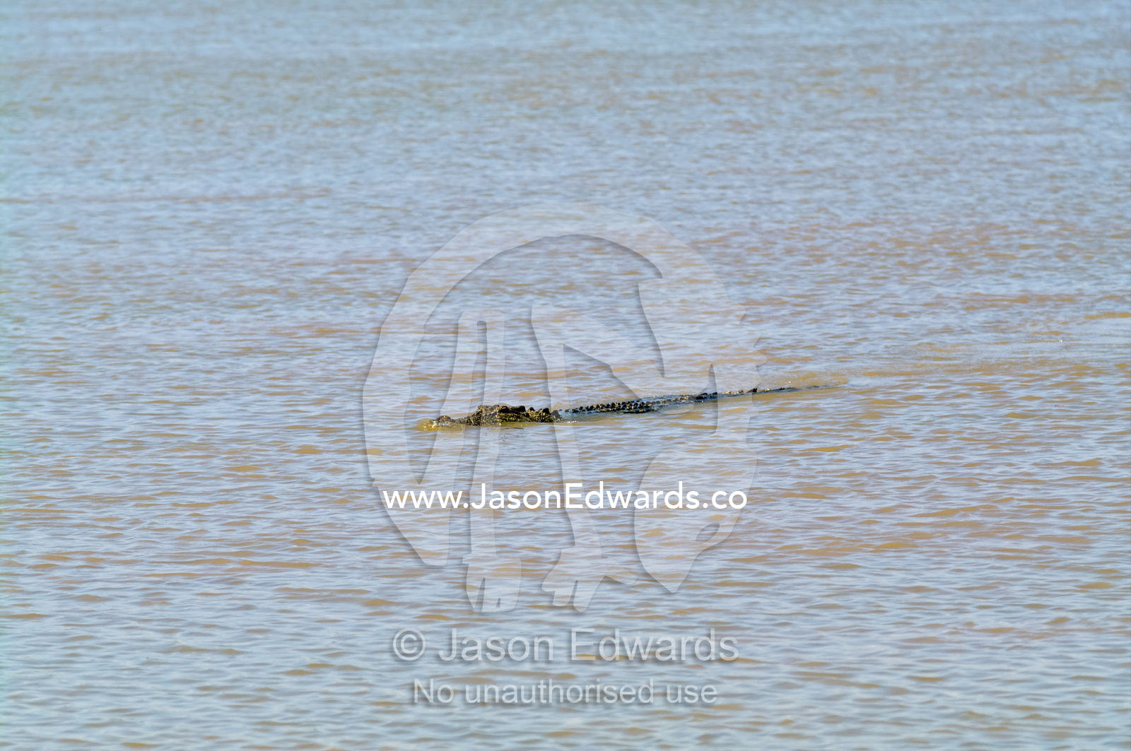 A Saltwater Crocodile floats along the surface of a muddy river. Adelaide River, Northern Territory, Australia