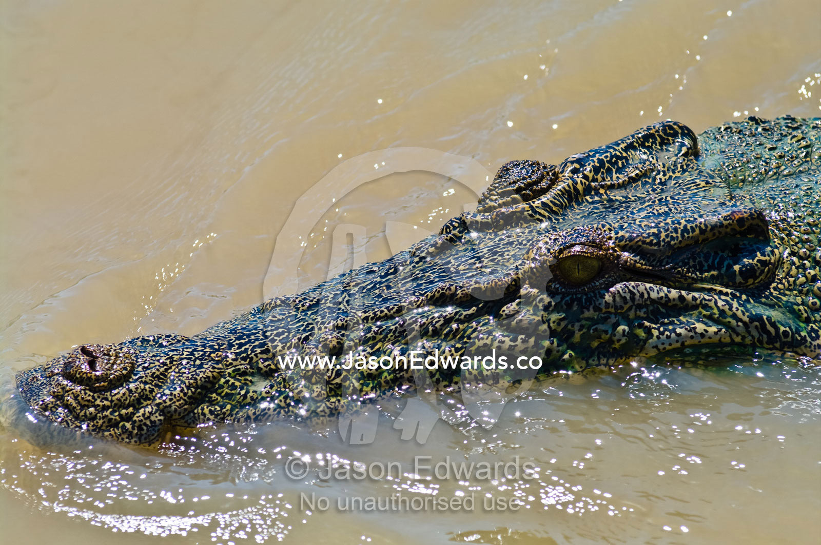 An enormous scaled head and snout of a Saltwater Crocodile in a river. Adelaide River, Northern Territory, Australia