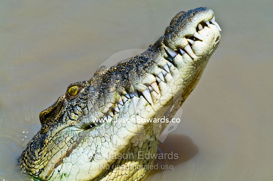 The enormous jaws, teeth and menacing eye of a Saltwater Crocodile. Adelaide River, Northern Territory, Australia