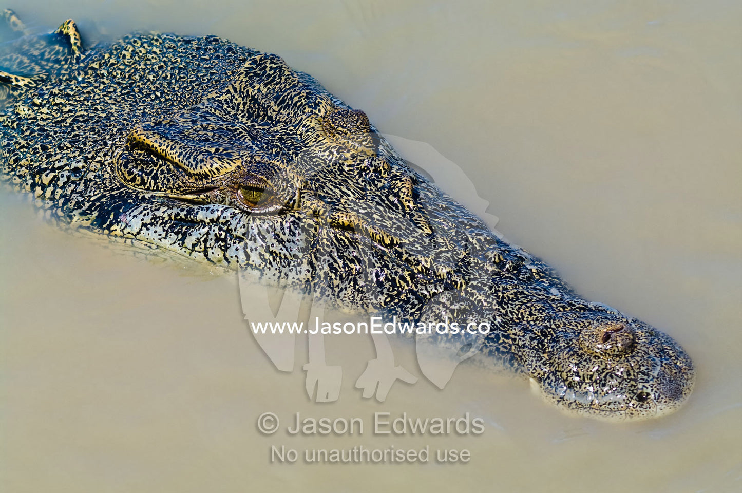 An enormous prehistoric scaled head and snout of a Saltwater Crocodile Adelaide River, Northern Territory, Australia