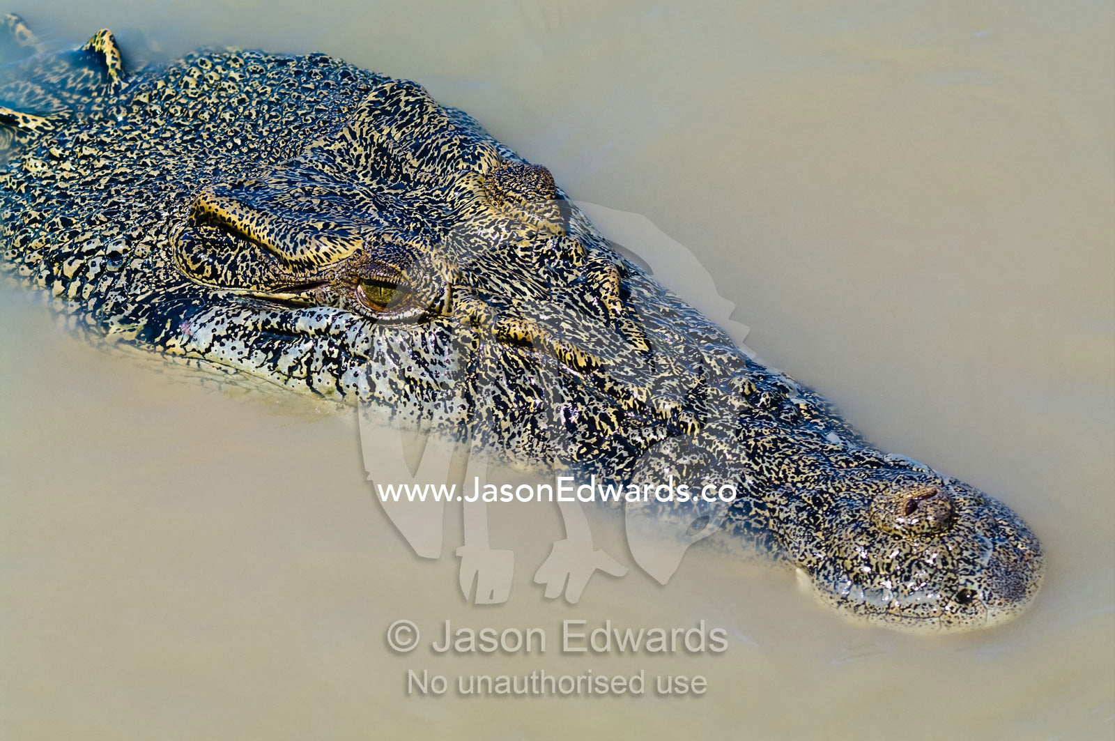 An enormous prehistoric scaled head and snout of a Saltwater Crocodile Adelaide River, Northern Territory, Australia
