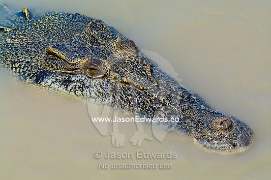 An enormous prehistoric scaled head and snout of a Saltwater Crocodile Adelaide River, Northern Territory, Australia