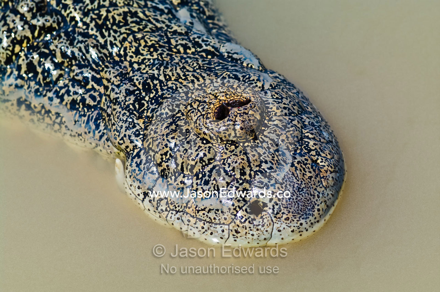 Saltwater Crocodile nostrils are on the top of their scaled snouts. Adelaide River, Northern Territory, Australia