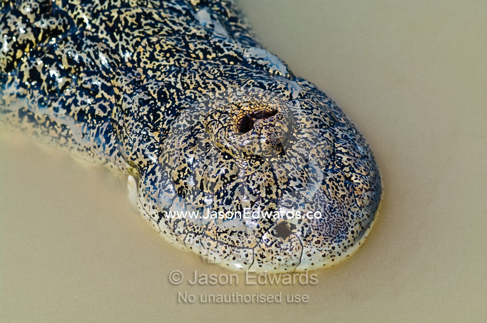 Saltwater Crocodile nostrils are on the top of their scaled snouts. Adelaide River, Northern Territory, Australia