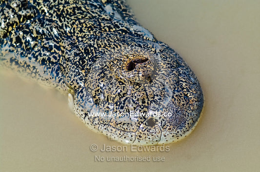 Saltwater Crocodile nostrils are on the top of their scaled snouts. Adelaide River, Northern Territory, Australia
