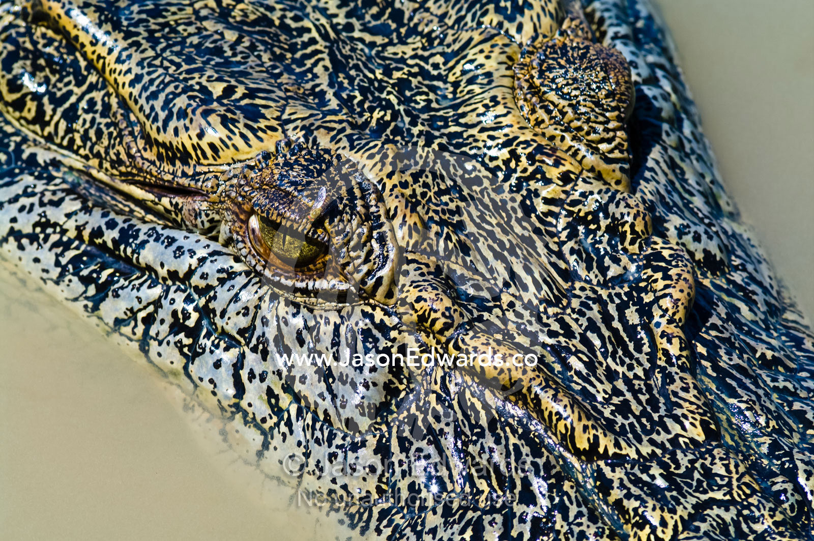A bloodsucking fly feeds on the menacing eye of a Saltwater Crocodile. Adelaide River, Northern Territory, Australia