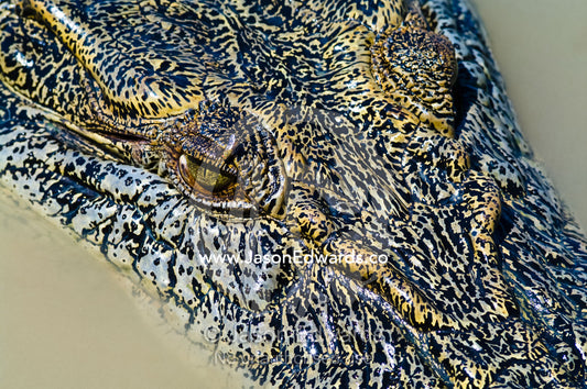 A bloodsucking fly feeds on the menacing eye of a Saltwater Crocodile. Adelaide River, Northern Territory, Australia