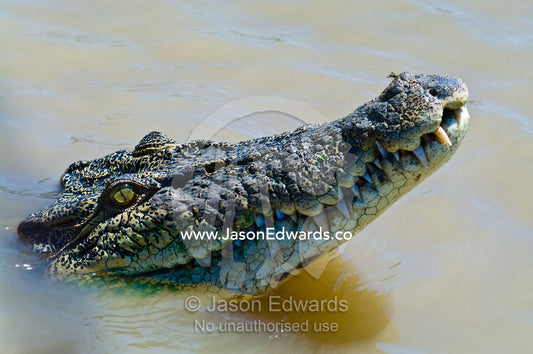 The enormous jaws, teeth and menacing eye of a Saltwater Crocodile. Adelaide River, Northern Territory, Australia