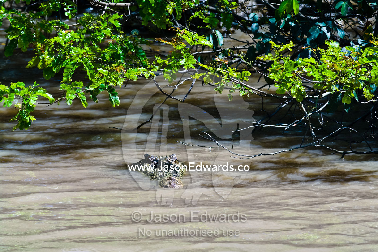 A menacing Saltwater Crocodile lurks under a mangrove tree in a river. Adelaide River, Northern Territory, Australia