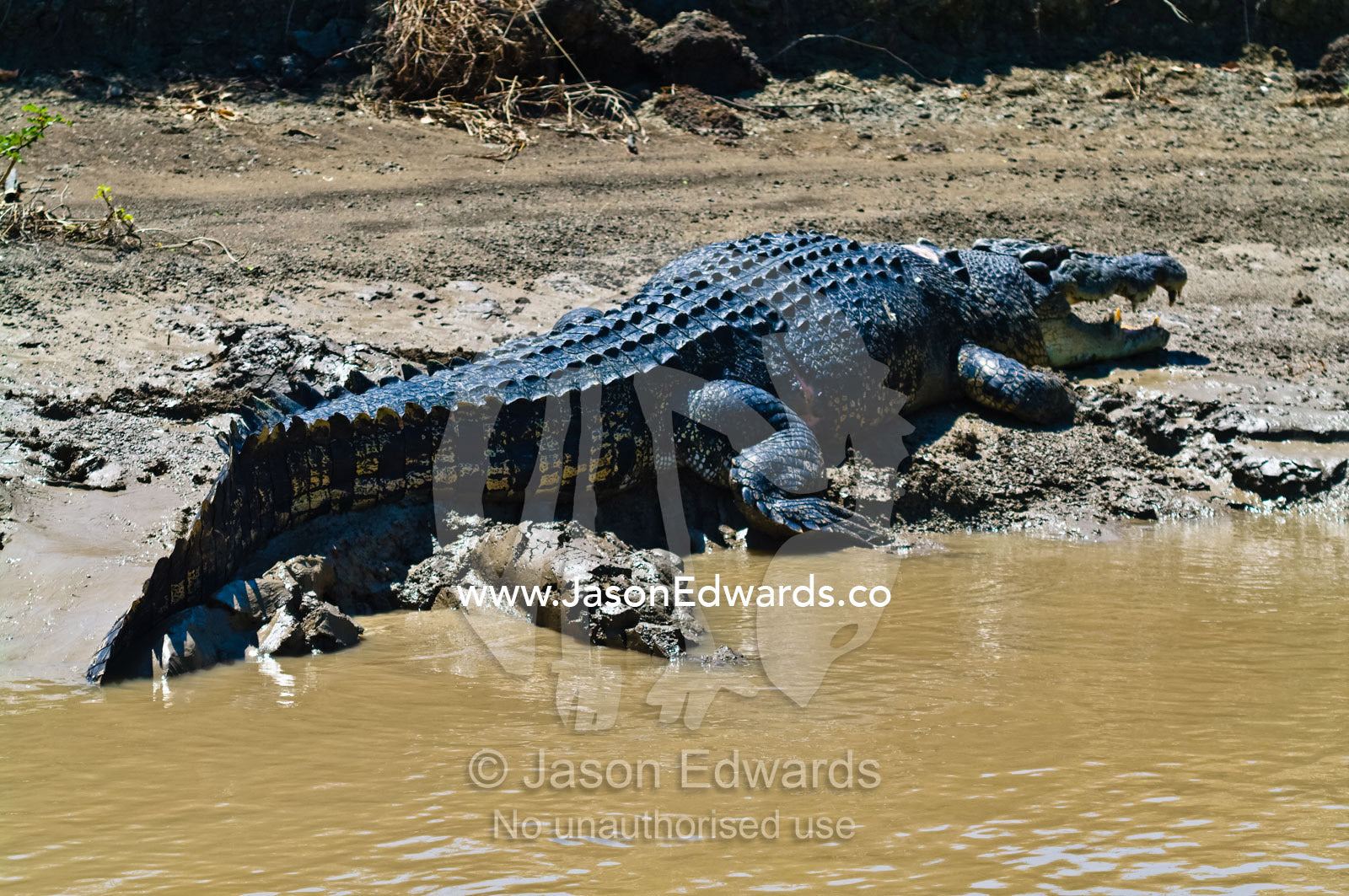 An enormous male a Saltwater Crocodile sun basking on a river bank. Adelaide River, Northern Territory, Australia