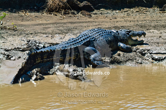 An enormous male a Saltwater Crocodile sun basking on a river bank. Adelaide River, Northern Territory, Australia