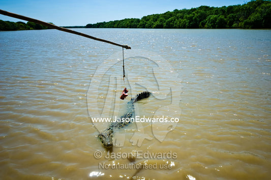 A Saltwater Crocodile approaches a tourist boat to jump for food. Adelaide River, Northern Territory, Australia