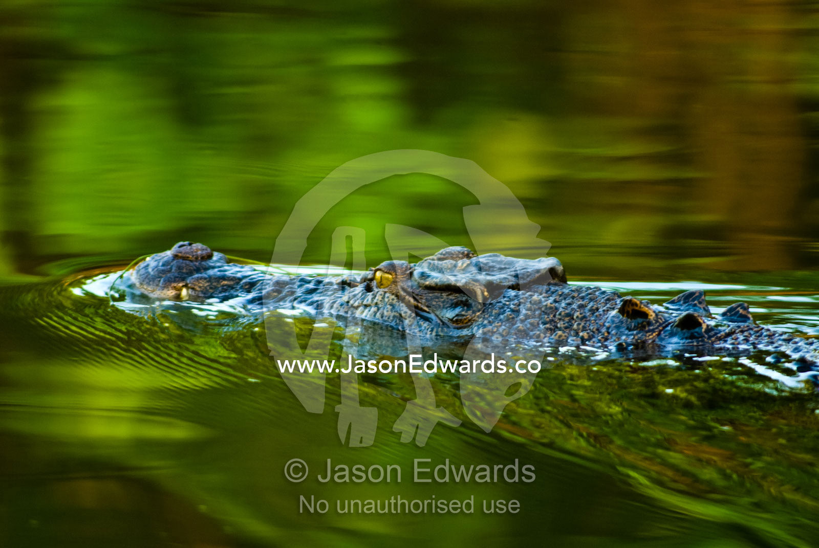A Saltwater Crocodile swimming along the surface of a green swamp. Yellow Water Billabong, Jim Jim Creek, South Alligator River, Kakadu National Park, Northern Territory, Australia
