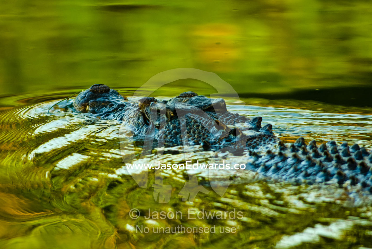 A Saltwater Crocodile swimming along the surface of a green swamp. Yellow Water Billabong, Jim Jim Creek, South Alligator River, Kakadu National Park, Northern Territory, Australia