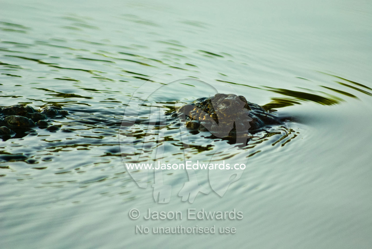 A Saltwater Crocodiles nostrils poking above the surface of the water. Yellow Water Billabong, Jim Jim Creek, South Alligator River, Kakadu National Park, Northern Territory, Australia