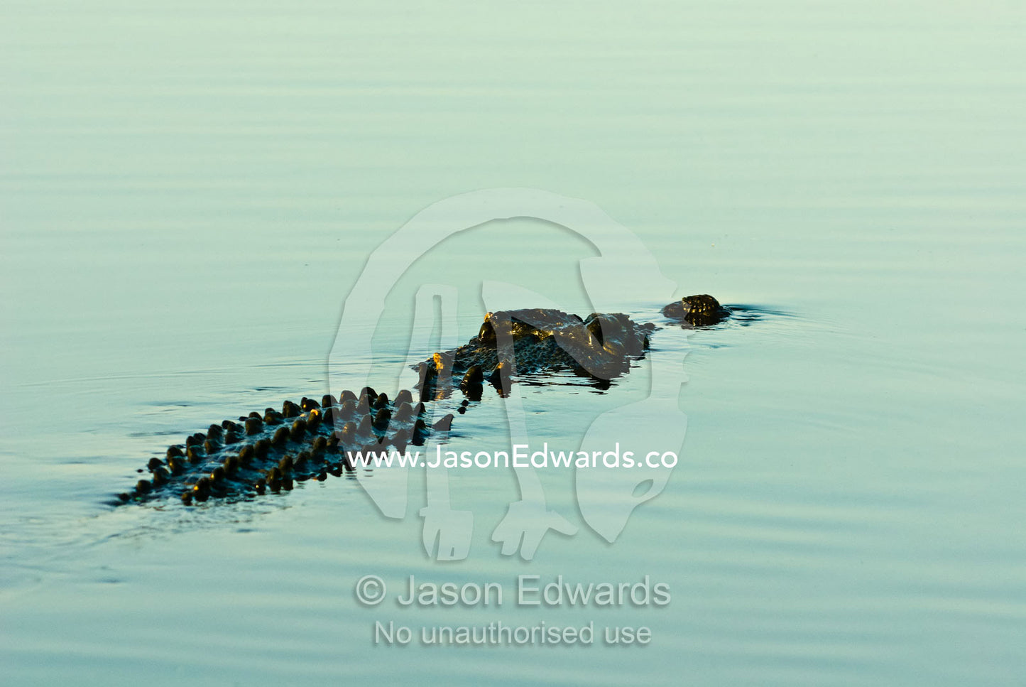 Rows of scutes cover a Saltwater Crocodile's body like tough armor. Yellow Water Billabong, Jim Jim Creek, South Alligator River, Kakadu National Park, Northern Territory, Australia