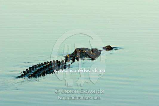 Rows of scutes cover a Saltwater Crocodile's body like tough armor. Yellow Water Billabong, Jim Jim Creek, South Alligator River, Kakadu National Park, Northern Territory, Australia