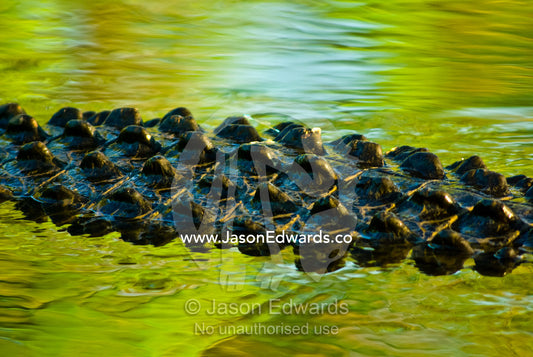 Rows of scutes cover a Saltwater Crocodile's body like tough armor. Yellow Water Billabong, Jim Jim Creek, South Alligator River, Kakadu National Park, Northern Territory, Australia
