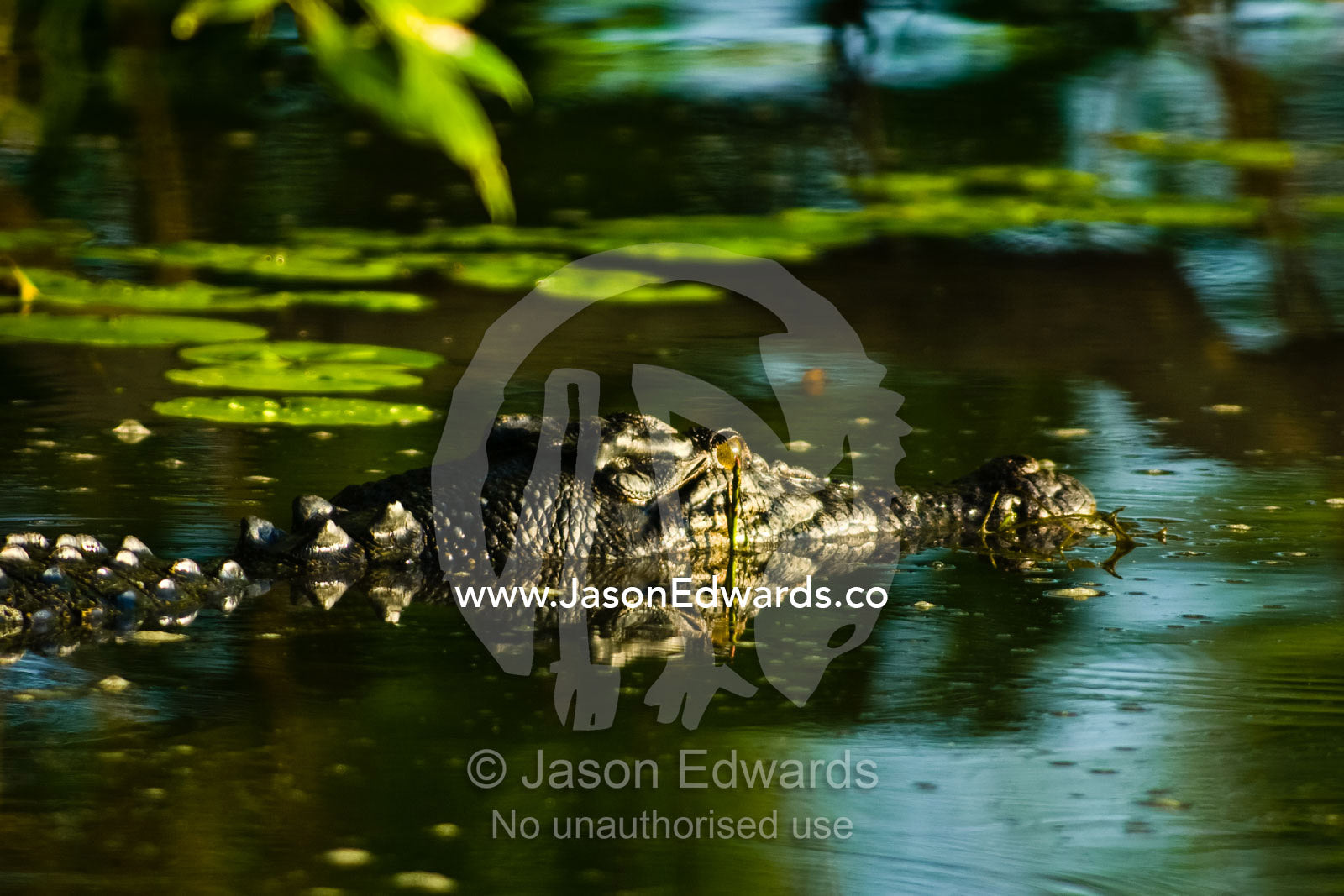 A Saltwater Crocodile lurking beneath trees in a green swamp. Yellow Water Billabong, Jim Jim Creek, South Alligator River, Kakadu National Park, Northern Territory, Australia