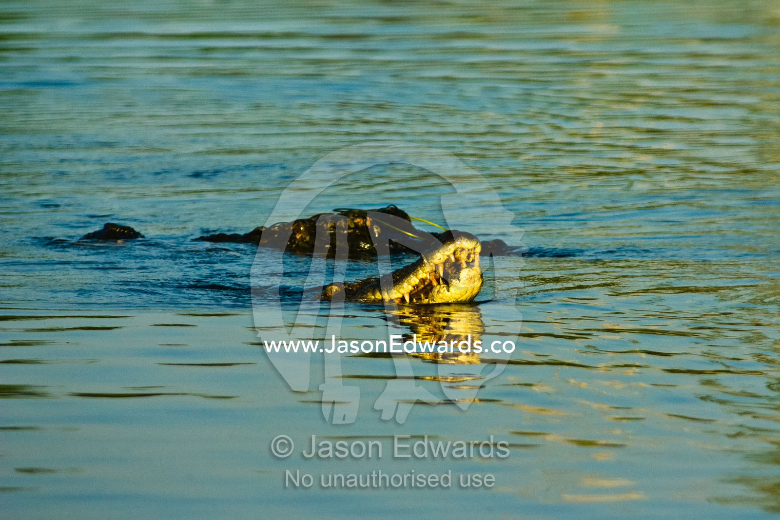 A female Saltwater Crocodile displays her teeth in a courtship ritual. Yellow Water Billabong, Jim Jim Creek, South Alligator River, Kakadu National Park, Northern Territory, Australia