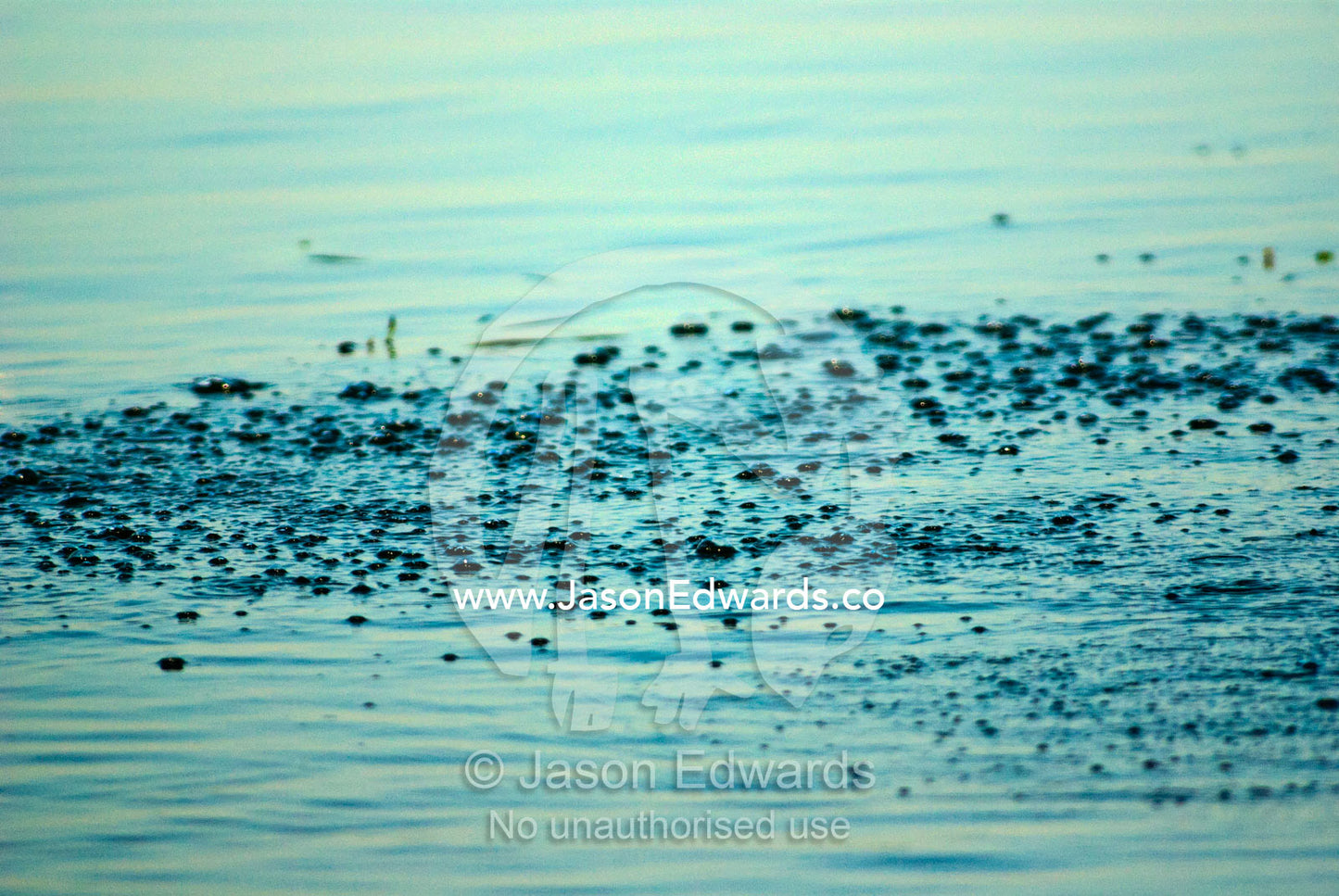 Bubbles on the water surface from submerged mating Saltwater Crocodile Yellow Water Billabong, Jim Jim Creek, South Alligator River, Kakadu National Park, Northern Territory, Australia