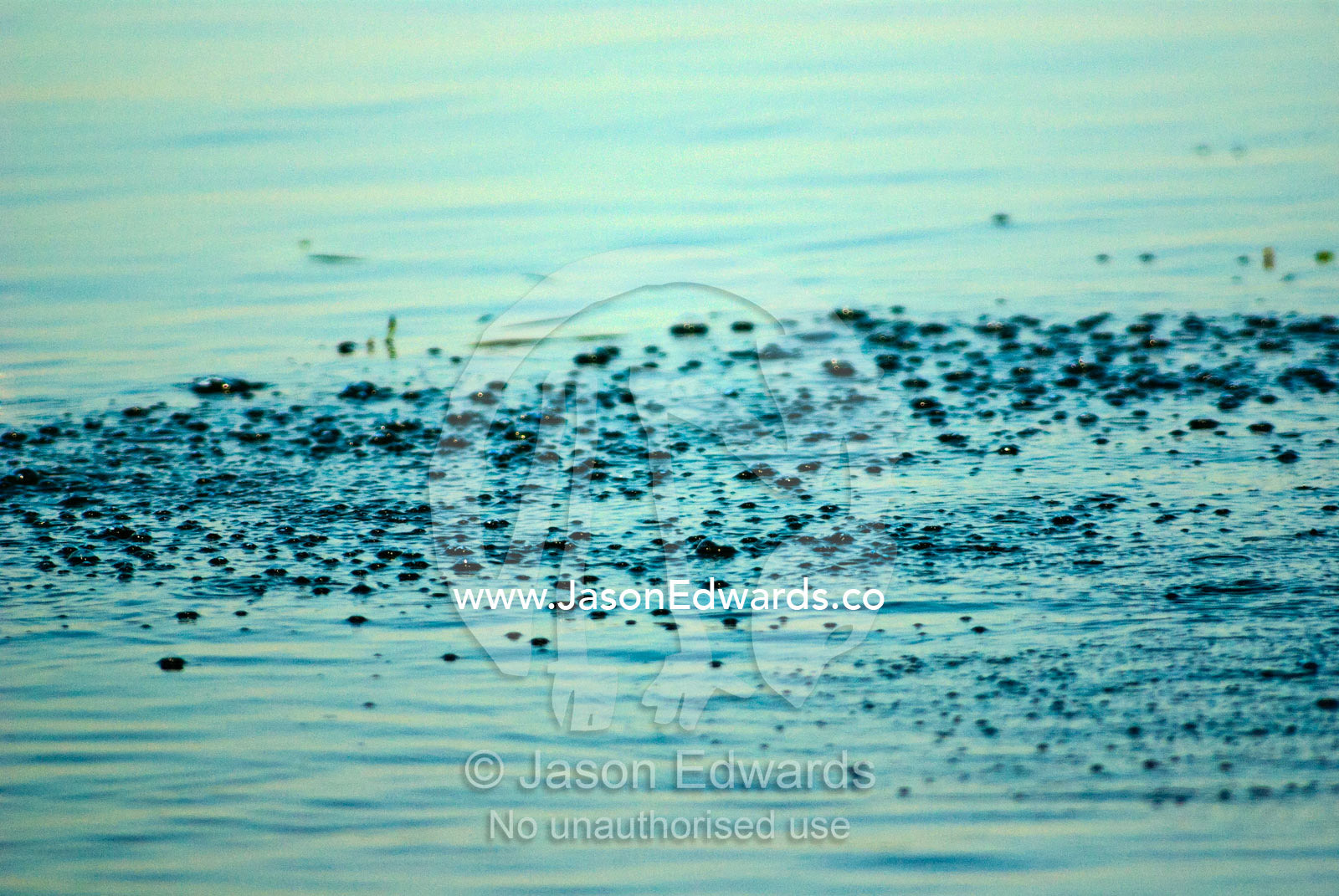 Bubbles on the water surface from submerged mating Saltwater Crocodile Yellow Water Billabong, Jim Jim Creek, South Alligator River, Kakadu National Park, Northern Territory, Australia