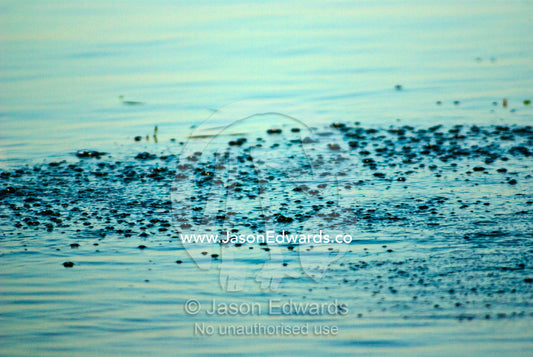 Bubbles on the water surface from submerged mating Saltwater Crocodile Yellow Water Billabong, Jim Jim Creek, South Alligator River, Kakadu National Park, Northern Territory, Australia