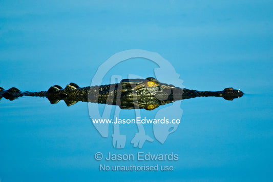 A Saltwater Crocodile floating on the surface of a still swamp at dawn Yellow Water Billabong, Jim Jim Creek, South Alligator River, Kakadu National Park, Northern Territory, Australia