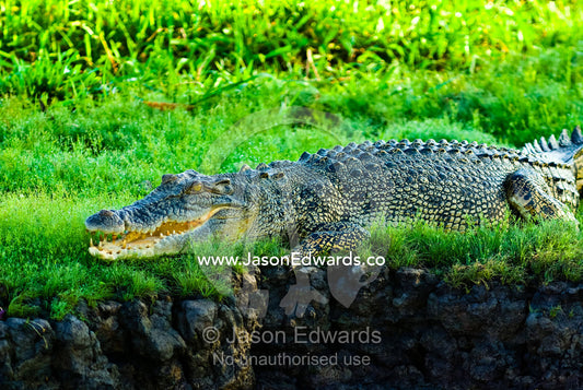 A Saltwater Crocodile sun basking on the lush shore of a swamp. Yellow Water Billabong, Jim Jim Creek, South Alligator River, Kakadu National Park, Northern Territory, Australia