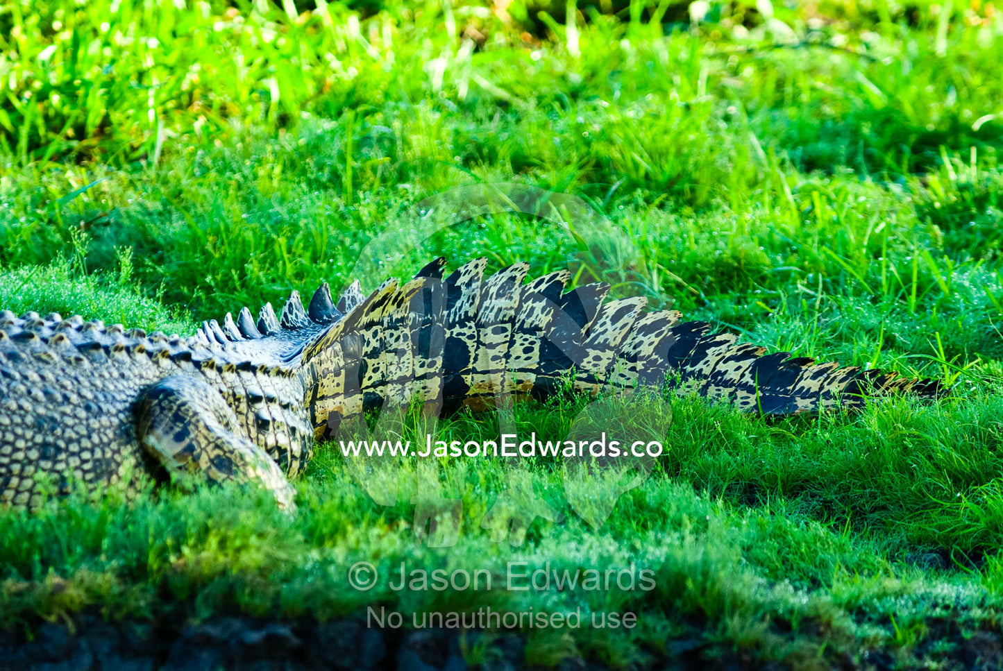 Large scutes and scales on the tail of a basking Saltwater Crocodile. Yellow Water Billabong, Jim Jim Creek, South Alligator River, Kakadu National Park, Northern Territory, Australia