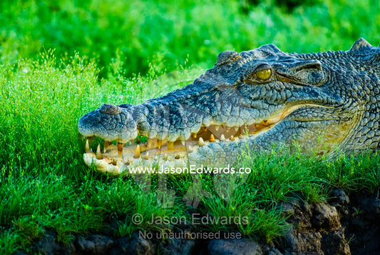 Saltwater Crocodiles regulate body temperature by opening their jaws. Yellow Water Billabong, Jim Jim Creek, South Alligator River, Kakadu National Park, Northern Territory, Australia