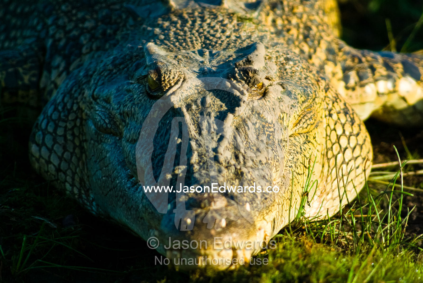An enormous Saltwater Crocodile sun basking in the morning light. Yellow Water Billabong, Jim Jim Creek, South Alligator River, Kakadu National Park, Northern Territory, Australia