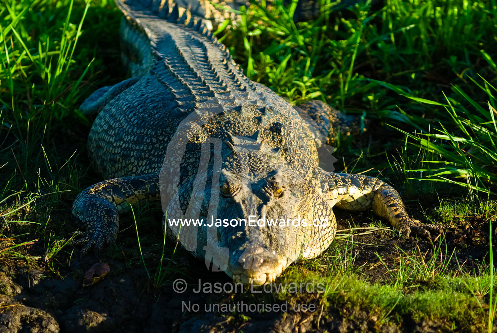 An enormous Saltwater Crocodile sun basking in the morning light. Yellow Water Billabong, Jim Jim Creek, South Alligator River, Kakadu National Park, Northern Territory, Australia