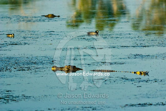 Two Saltwater Crocodiles swimming along the surface of a green swamp. Yellow Water Billabong, Jim Jim Creek, South Alligator River, Kakadu National Park, Northern Territory, Australia