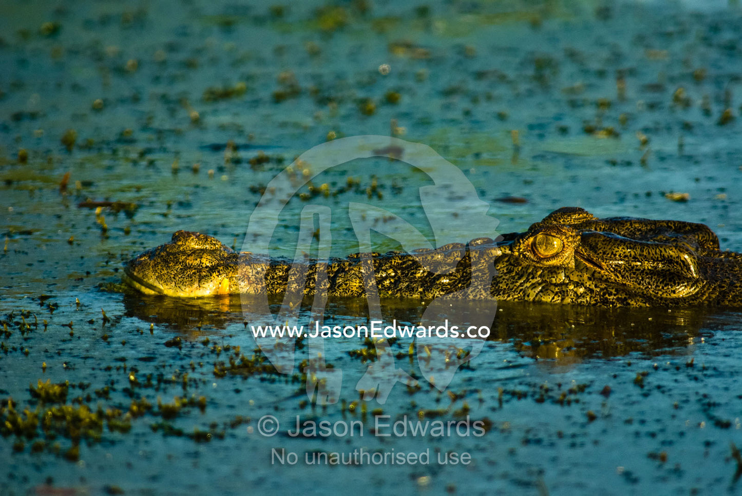 A Saltwater Crocodile floating on the surface of a green swamp at dawn Yellow Water Billabong, Jim Jim Creek, South Alligator River, Kakadu National Park, Northern Territory, Australia