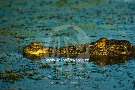 A Saltwater Crocodile floating on the surface of a green swamp at dawn Yellow Water Billabong, Jim Jim Creek, South Alligator River, Kakadu National Park, Northern Territory, Australia