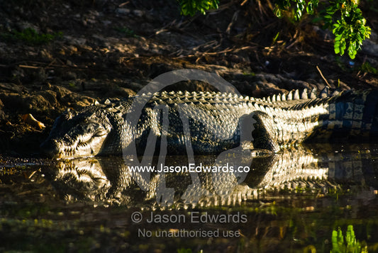 A Saltwater Crocodiles leathery scaled skin reflecting sunlight. Yellow Water Billabong, Jim Jim Creek, South Alligator River, Kakadu National Park, Northern Territory, Australia