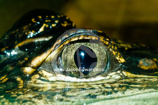 A pupil and golden iris of a partially submerged Freshwater Crocodile. Crocodylus Park, Darwin, Northern Territory, Australia