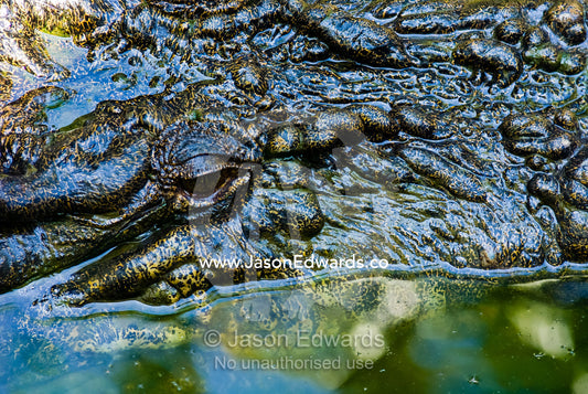 A heavily scaled and armored head of a submerged Saltwater Crocodile. Crocodylus Park, Darwin, Northern Territory, Australia