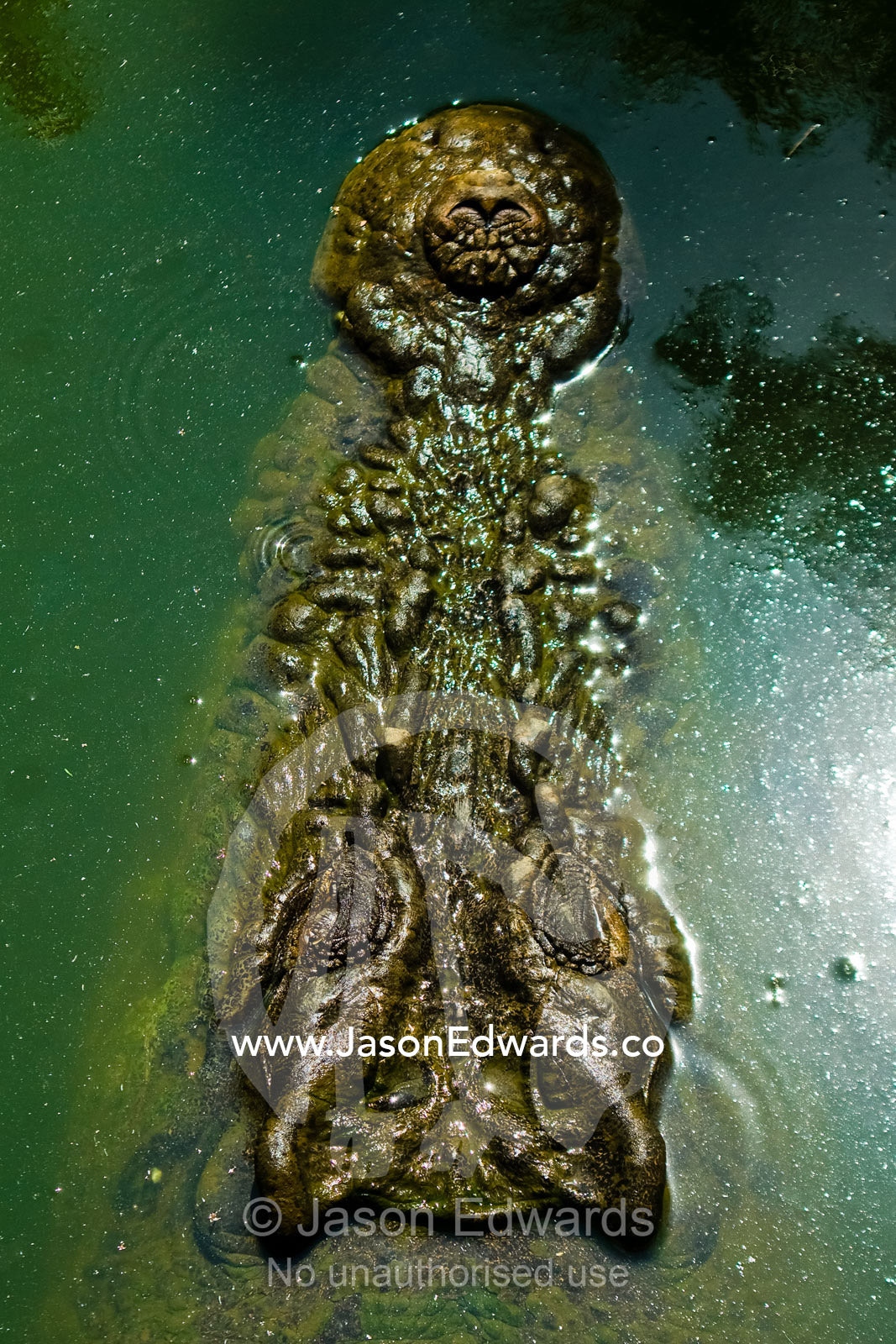A heavily scaled and armored head of a submerged Saltwater Crocodile. Crocodylus Park, Darwin, Northern Territory, Australia