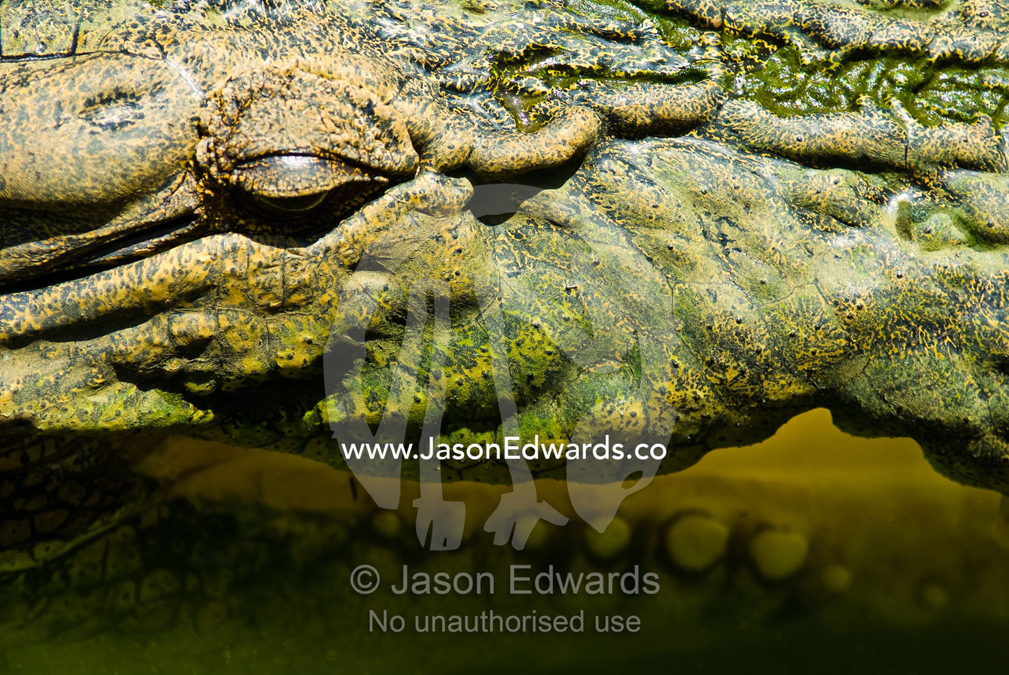 A scaled and armored head and jaws of a submerged Saltwater Crocodile. Crocodylus Park, Darwin, Northern Territory, Australia