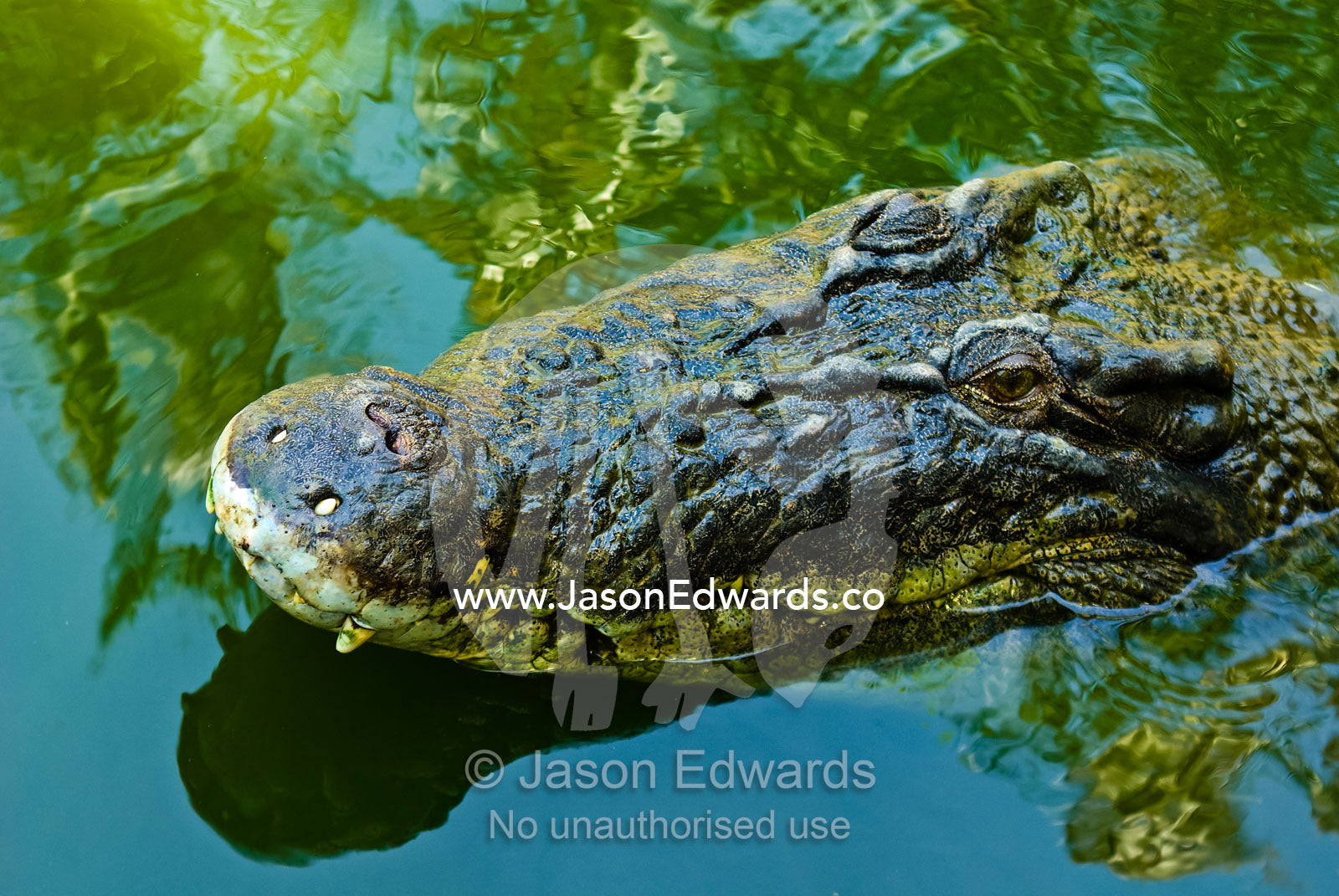 A menacing scaled and armored head of a submerged Saltwater Crocodile. Crocodylus Park, Darwin, Northern Territory, Australia